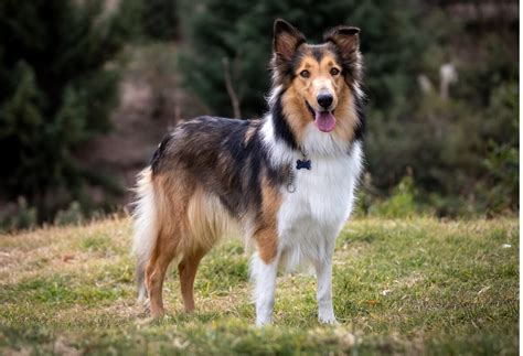 4 Types Of Collie