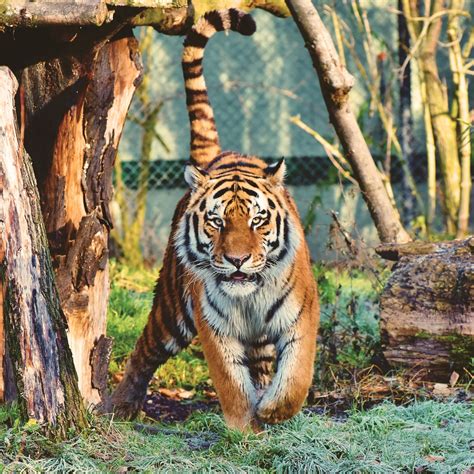 Siberian Tiger Wallpaper 4k Walking Zoo Trees Big Cat Carnivore