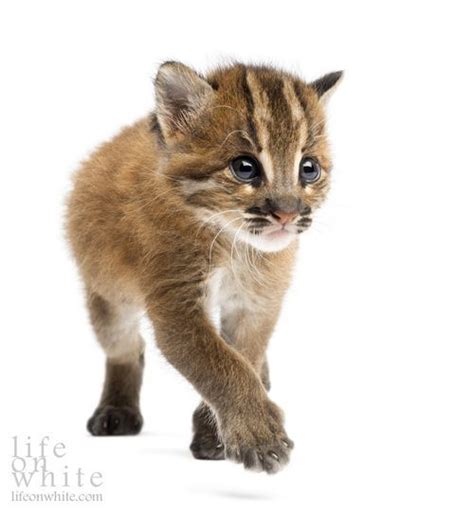 Useful information about way of life, habits. UPDATE! Allwetter Zoo's Asian Golden Cat Twins Ready for ...