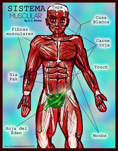 El Cuerpo Humano Sistema Muscular Images And Photos Finder