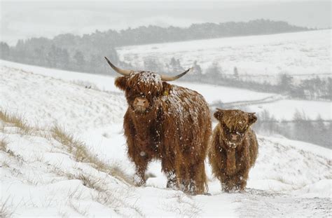 Highland Cows Snow A Photo On Flickriver