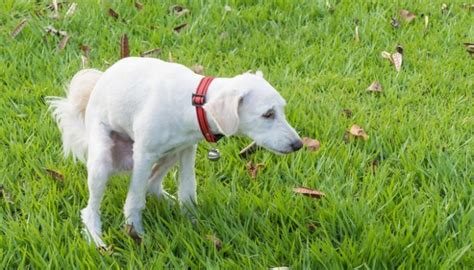 There are many causes of diarrhea in dogs. The Best Dog Food for Dogs With Diarrhea and Loose Stools ...