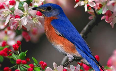 Widescreen Desktop Wallpepers Beautiful Birds And Spring