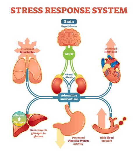 Covid 19 The Stress Response And Keeping Your Immune System Healthy