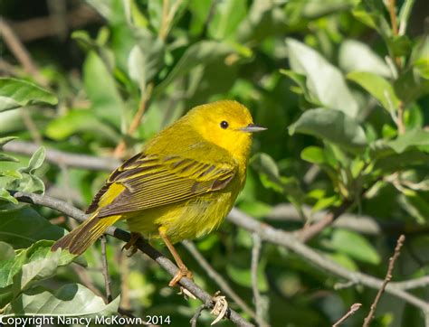 Photographing The Yellow Warbler And Thoughts On Bird Identification