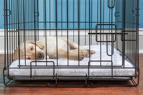 How To Crate Train A Puppy Aspca® Pet Health