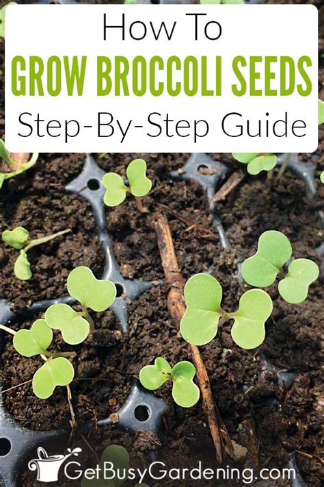 Does broccoli grow back after harvest? How To Grow Broccoli From Seed: Step-By-Step | Growing ...