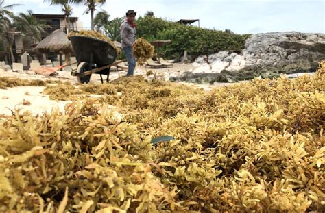 Sargassum Seaweed In Ocean Stretches From Gulf Of Mexico To Africa Vox
