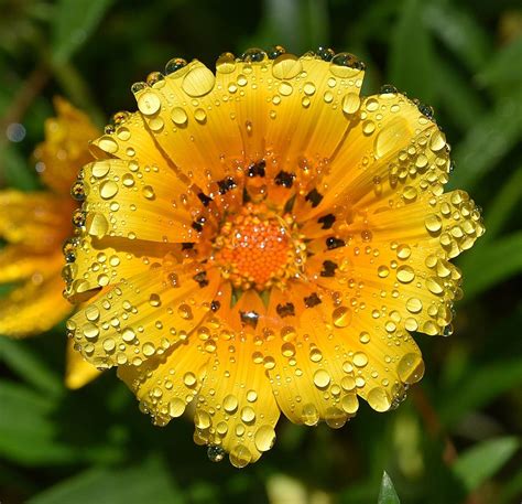 Flower Reflection In Water Drops Photograph By Linda Brody Fine Art