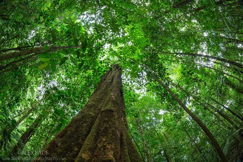 Art print poster / canvas tropical rainforest canopy and sky. Rainforest Canopy - Osa Peninsula, Costa Rica | Alex Hyde