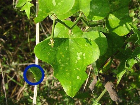 What kind of plant is a greenbrier tree? PlantFiles Pictures: Smilax Species, Bullbrier, Catbrier ...