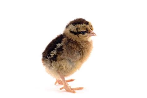 Day Old Chicks Light Brown Leghorn Day Old Chicks Baby Chicks Bird