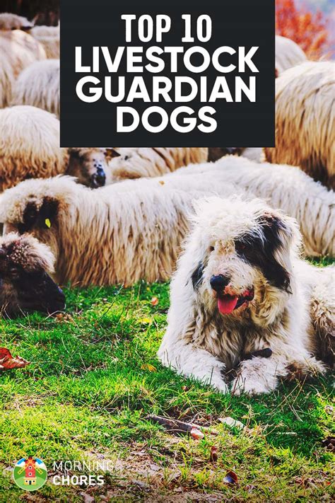 10 Of The Best Livestock Guardian Dog Breeds To Help Protect Your Farm