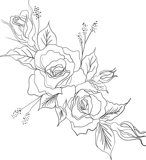 Wild Rose Flowers Drawing And Sketch With Line Art Rose Drawing Rose