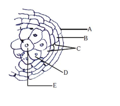 Observe The Diagram Of Ts Of Young Anther Given Here And Find The In