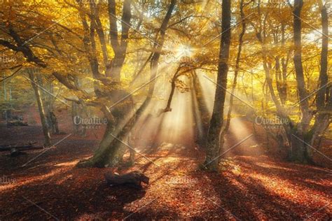 Sunny Autumn Forest In Fog Stock Photo Containing Forest And Tree