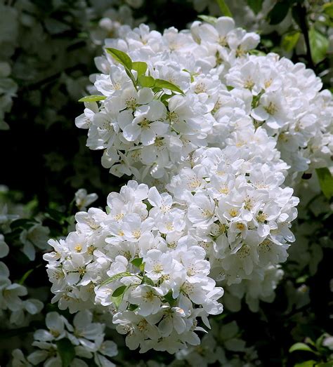 White Crabapple Blossoms Photograph By Rosanne Jordan Fine Art America