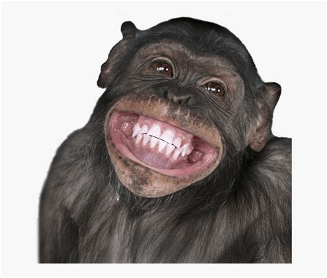 Funny Monkey Png Monkey Face Transparent Free Transparent Clipart Clipartkey