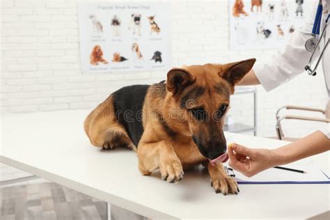 Professional Veterinarian Giving Pill To German Shepherd Dog Stock