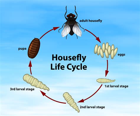 Science Housefly Life Cycle 302014 Vector Art At Vecteezy