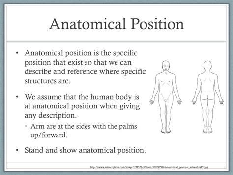 Ppt The Human Body Powerpoint Presentation Free Download Id3790967