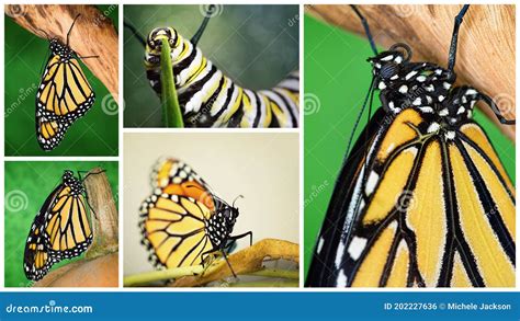 Collage Of Monarch Butterflies Stock Photo Image Of Insect Looking