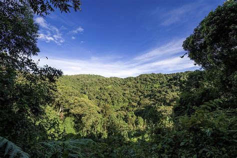 Hutan Konservasi Pengertian Jenis Fungsi And Kondisi