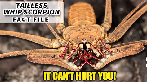 Tailless Whip Scorpion Facts The Bug From Harry Potter Animal Fact