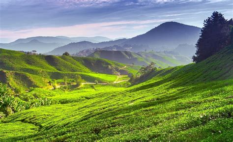 The cameron highlands is a district in pahang, malaysia, occupying an area of 712.18 square kilometres (274.97 sq mi). Top 12 Places to Visit in Malaysia | Trawell Blog