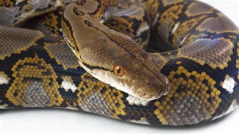 Missing Womans Body Discovered In The Stomach Of 22 Foot Long Python
