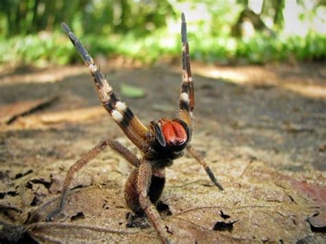 Peru Poisonous Spiders Venomous Snakes Bugs Dangerous Animals