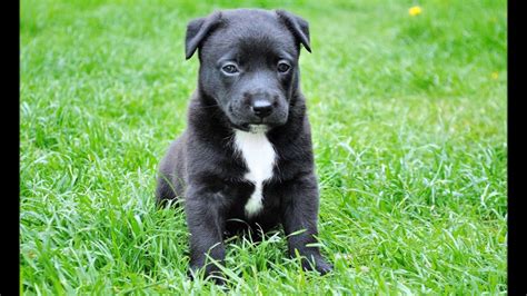 Black Pitbull Puppies Youtube