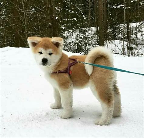 12 Of The Cutest Japanese Akita Puppy Pics Ever Page 2 Of 4 The Paws