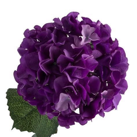 dark purple hydrangea dark purple hydrangea deep purple hydrangea dark purple flowers