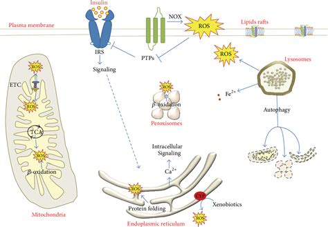 Figure From Oxidative Stress In The Healthy And Wounded Hepatocyte A Cellular Organelles