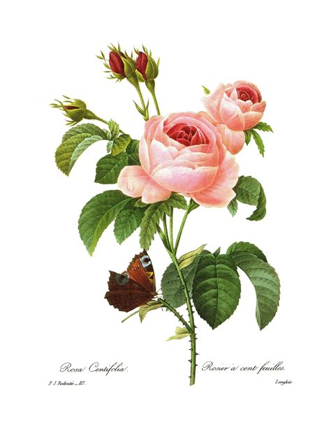 Antique Redoute Pink Rose Botanical Print Butterfly And Rose Etsy Bos