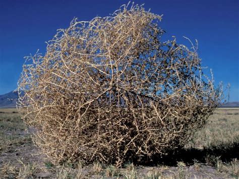 Advertisement (log in to hide). Tumbleweed Infant and Preschool House: What is a Tumbleweed?
