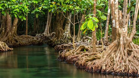 Mangroves And Their Role To Ecology Meer