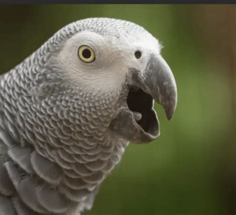 African Grey Talking African Grey Parrot