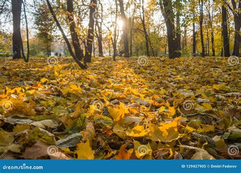 Autumn Park Yellow Fallen Leaves From Trees Sunny Day Stock Image