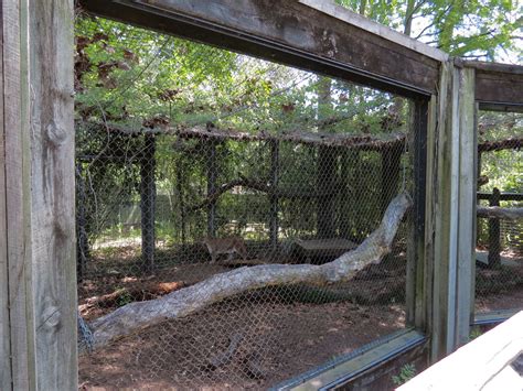 Louisiana Swamp Cougar Exhibit Zoochat