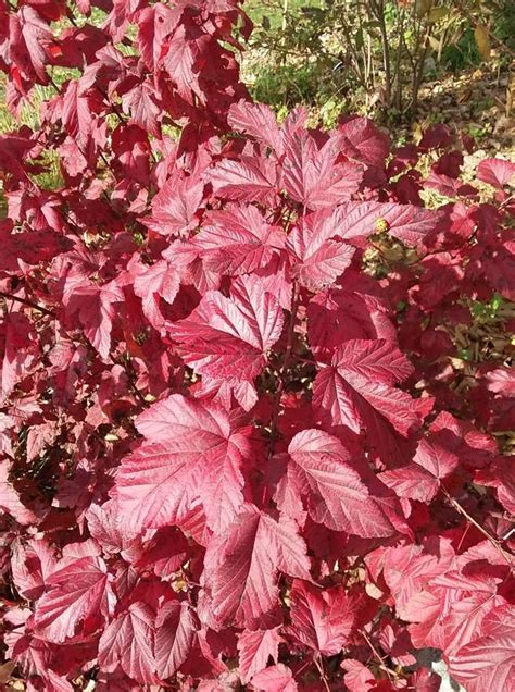 Intensifying Fall Color Of Lady In Red Ninebark Physocarpus