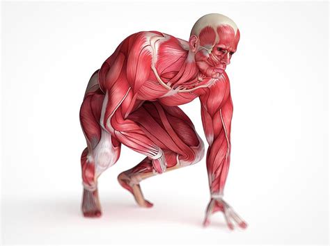 The human body is comprised of hundreds of muscles, about 640 in total. Total number of muscles in human body