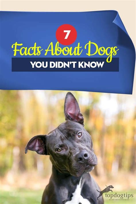 7 Facts About Dogs You Didnt Know Dog Facts Fun Facts About Dogs