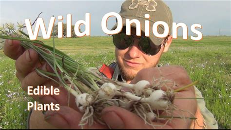 How To Identify And Pick Wild Onion Wild Onions Wild Edibles Wild Food