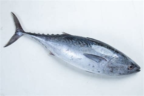 Yokowa Young Pacific Bluefin Tuna Japanese Katsuo Fish Bonito