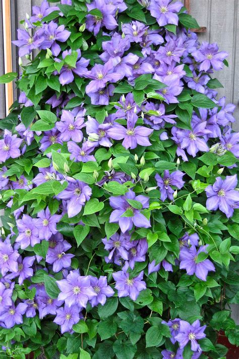 General sikorski with hagley hybrid behind. Give Your Garden a Lift with Clematis - Longfield Gardens