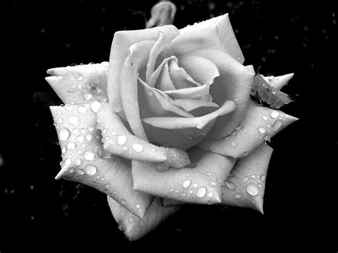 Flower black and white background. 30 Beautiful and Romantic Pictures Of Rose Flower ...