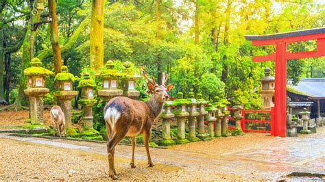 Nara Park Nara Koen — Description Photos Working Hours Planet Of