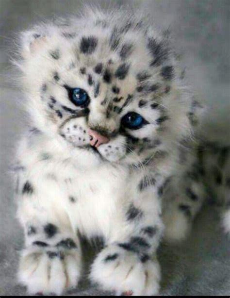 Baby Snow Leopard Raww